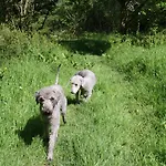 Foxholm Bed And Breakfast