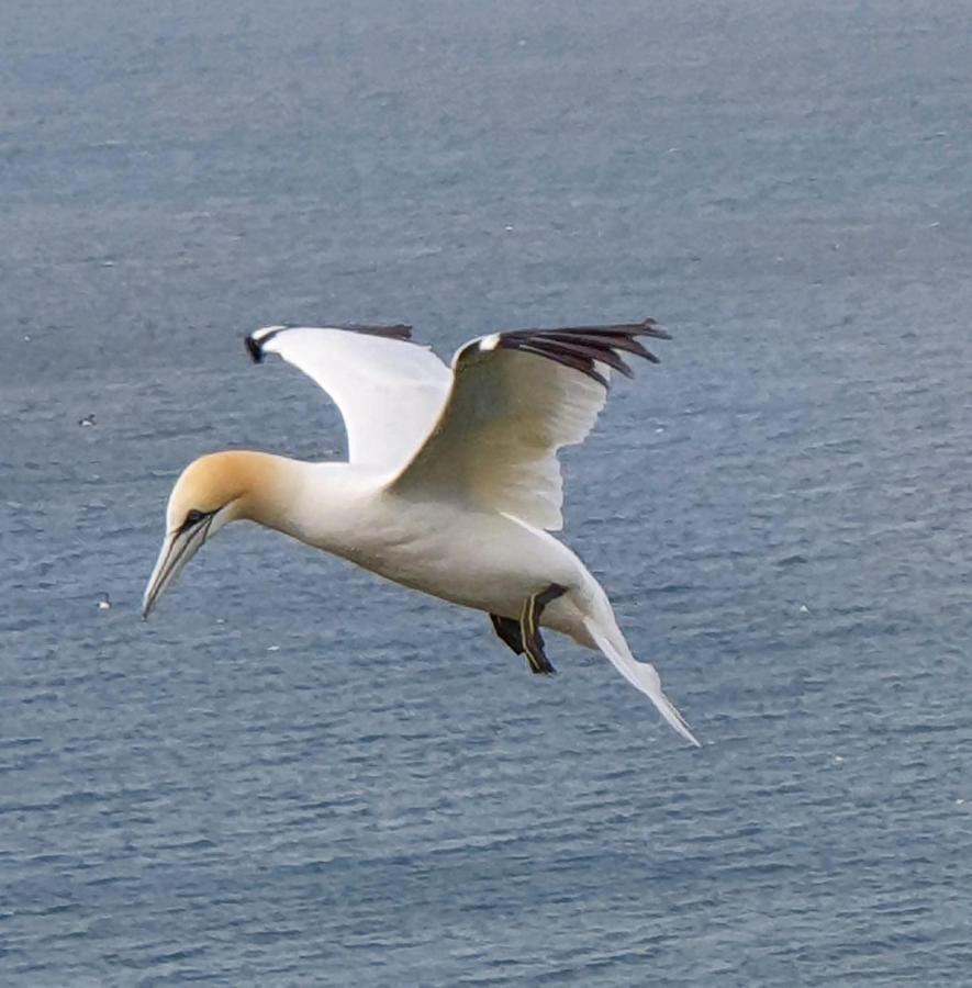 Guest house St Michael's Boutique B&b, North Bay, Scarborough, North Yorkshire, With Free Parking And Free Wi-fi 3*
