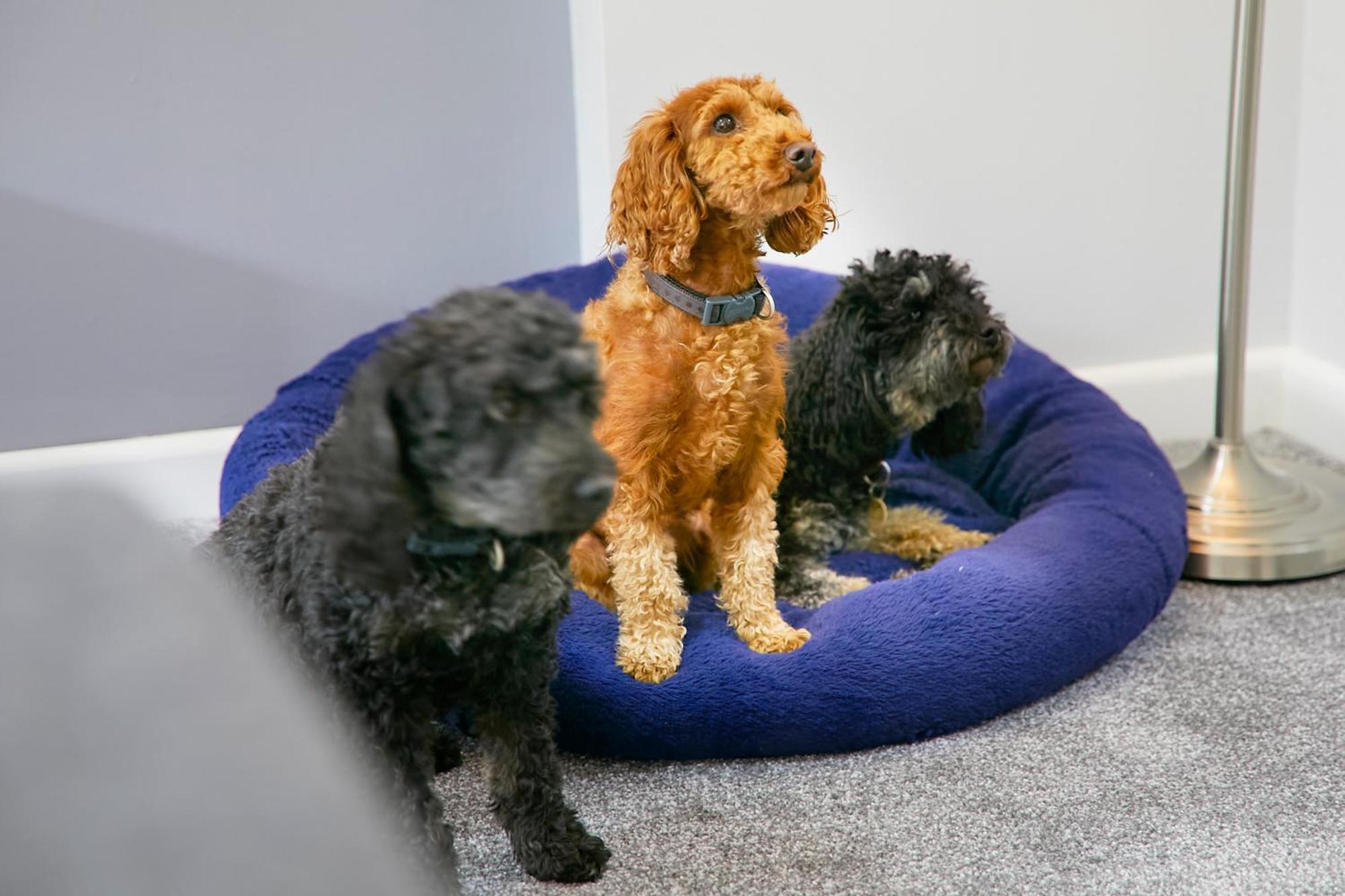 Apartment The Coach House Apartment, Dog Friendly With Patio Area, Yorkshire Coast Lets.