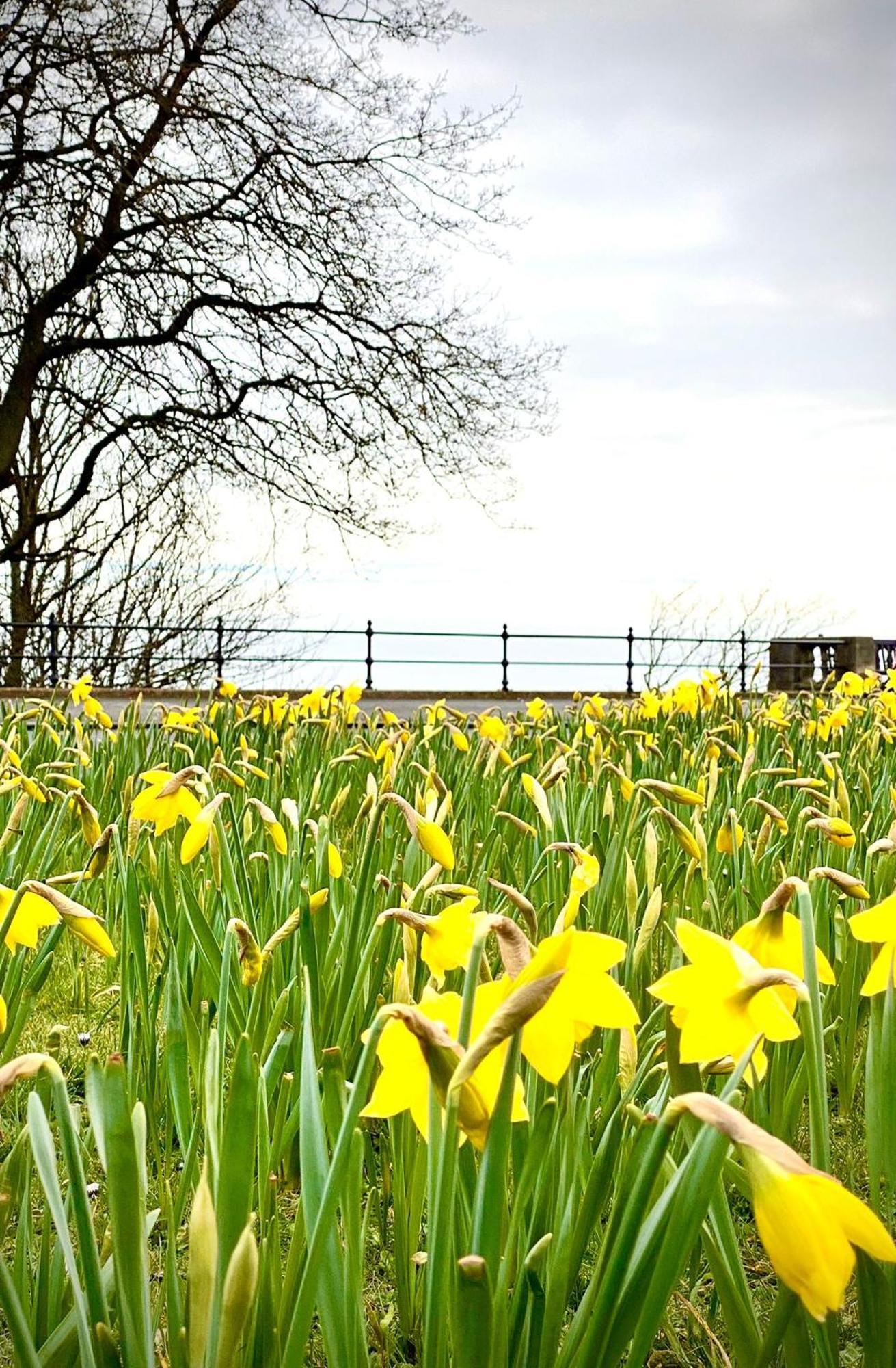 Esplanade Garden * Scarborough
